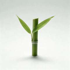 Bamboo