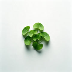 Centella