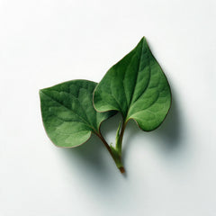 Heartleaf
