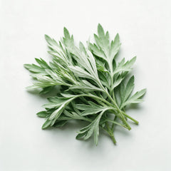 Mugwort