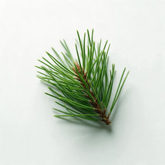 Pine