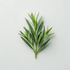 Tea tree